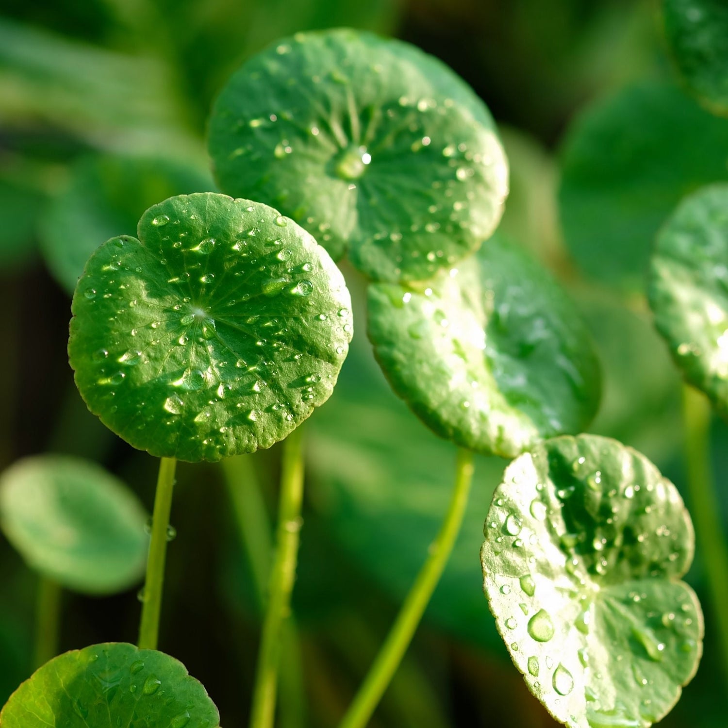 Centella Asiatica (CICA) - VELVET GLOW ⎮ Korean Skincare