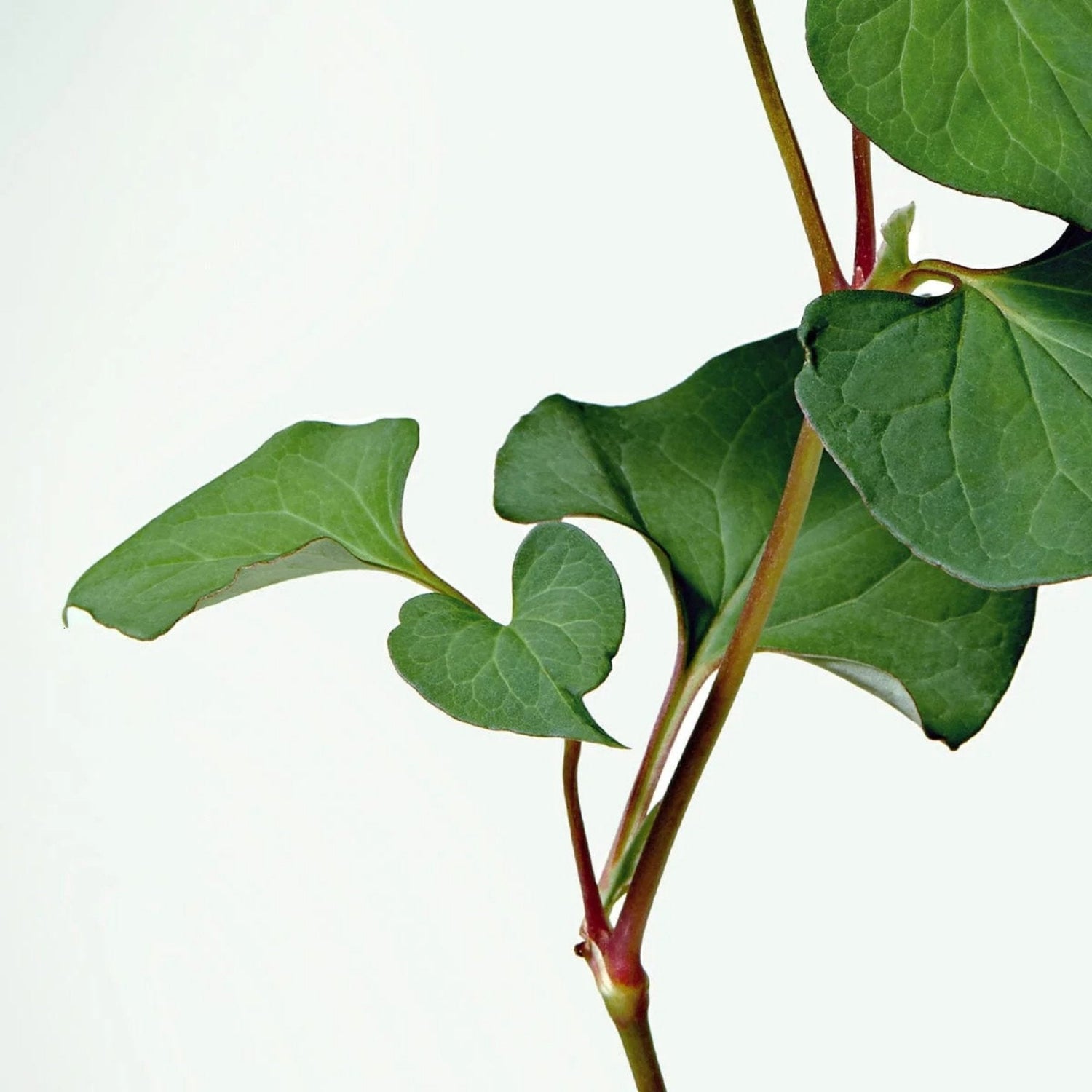 Heartleaf (Houttuynia Cordata) - VELVET GLOW ⎮ Korean Skincare