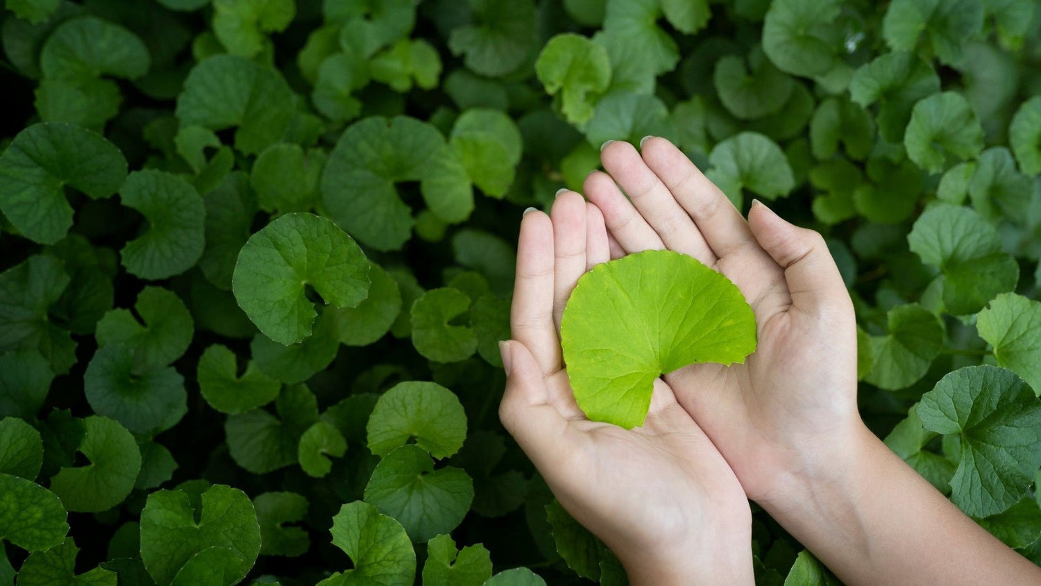 CENTELLA ASIATICA - VELVET GLOW ⎮ Korean Skincare