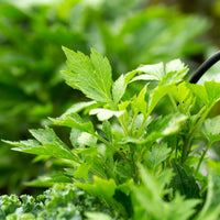 Mugwort