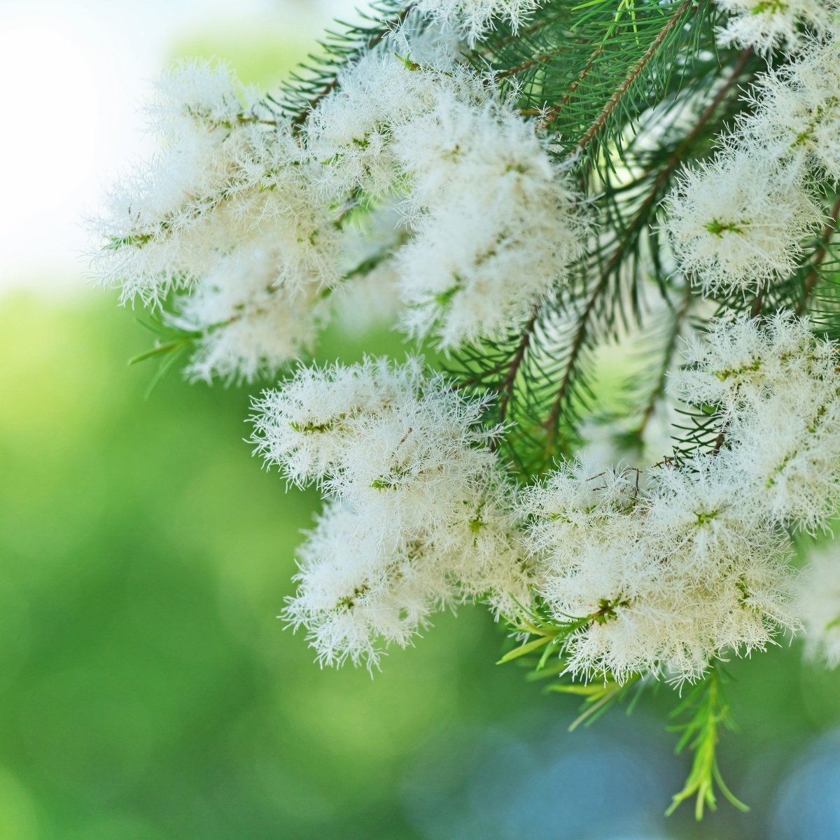 TEEBAUM - VELVET GLOW ⎮ Korean Skincare