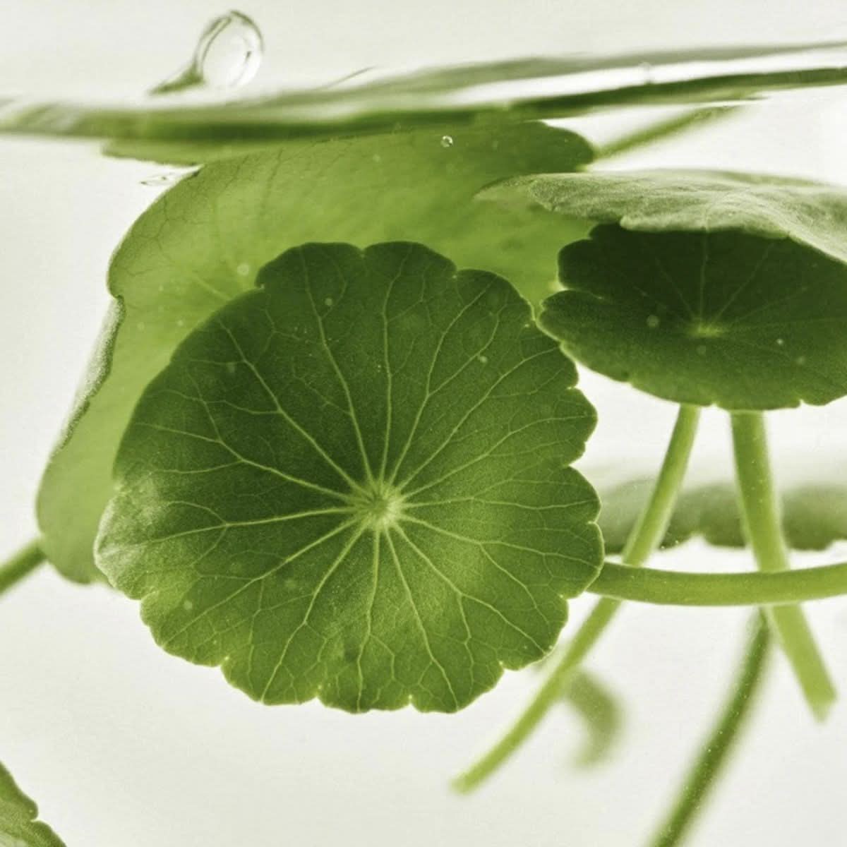 Beauty of Joseon Light On Serum: Centella + Vita C Korean Skincare | VELVET GLOW