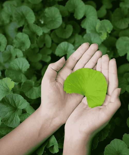 #Centella Asiatica
