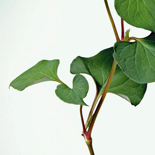 #Heartleaf