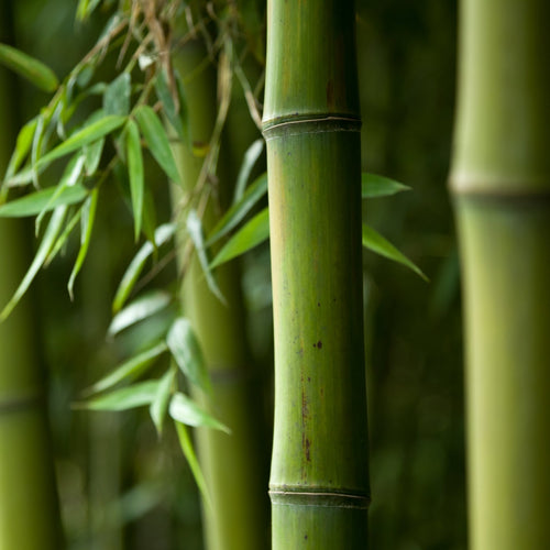 #Bamboo Beauty
