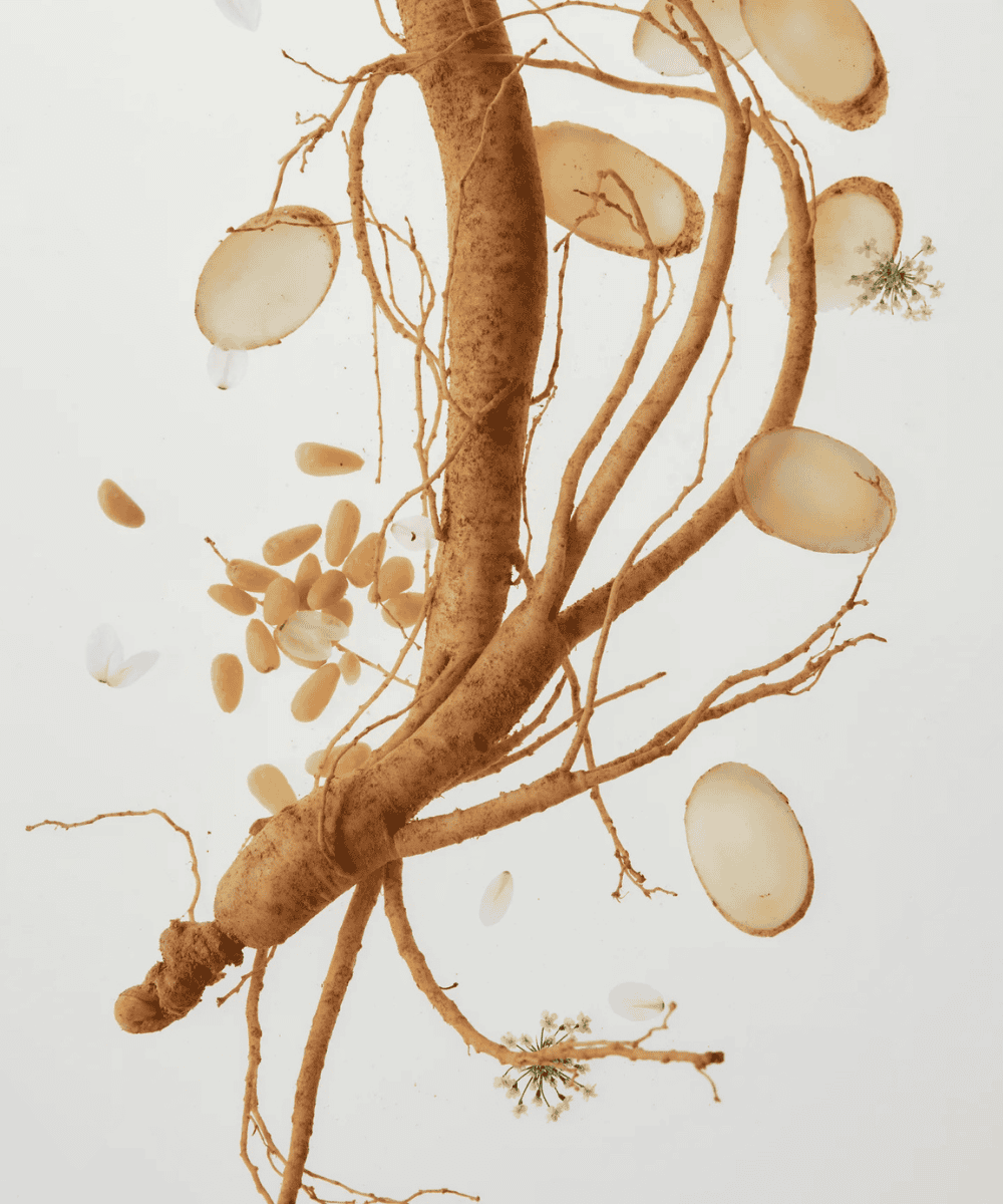 Beauty of Joseon Revive Serum : Ginseng + Snail Mucin Korean Skincare | VELVET GLOW