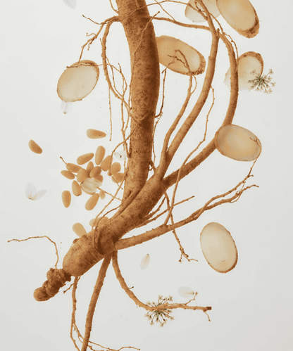 Beauty of Joseon Revive Serum : Ginseng + Snail Mucin Korean Skincare | VELVET GLOW