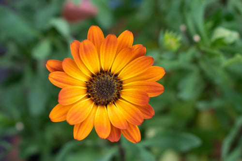 #Calendula